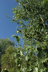 Populus nigra