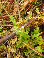 Stellaria littoralis