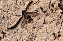 Bombylius curtirhynchus