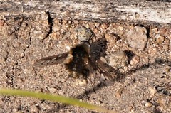 Bombylius curtirhynchus