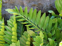 Asplenium obtusatum obtusatum