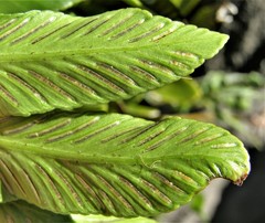 Asplenium obtusatum obtusatum