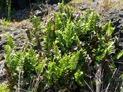 Asplenium obtusatum obtusatum