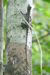 Anolis latifrons