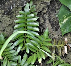 Asplenium obtusatum obtusatum
