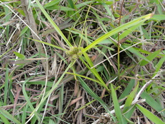 Cyperus cyperoides