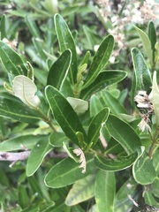 Olearia viscosa