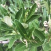 Olearia viscosa - Photo (c) dustymiller, μερικά δικαιώματα διατηρούνται (CC BY-NC)