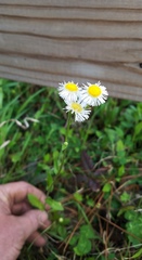 Erigeron tenuis