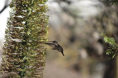 Leucolia violiceps