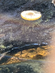 Gymnopilus lepidotus