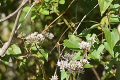Image of Mikania scandens