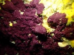 Chelonaplysilla violacea