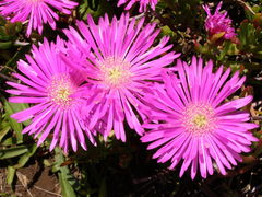 Lampranthus multiradiatus