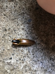 Semiotus luteipennis