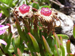 Lampranthus multiradiatus