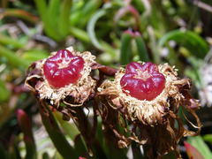 Lampranthus multiradiatus