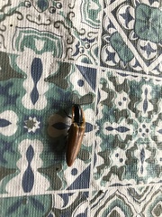 Semiotus luteipennis