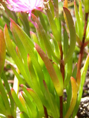 Lampranthus multiradiatus