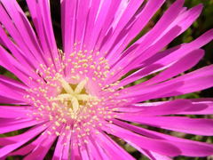 Lampranthus multiradiatus