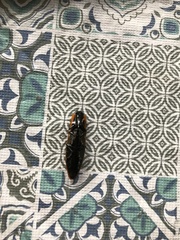 Semiotus luteipennis