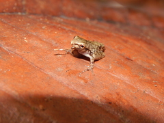 Polypedates colletti