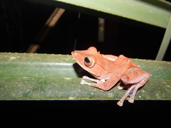 Polypedates colletti