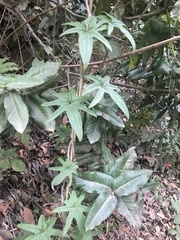 Dioscorea brachybotrya