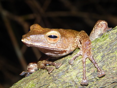 Polypedates colletti