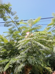 Calliandra parvifolia