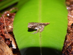 Polypedates colletti