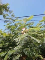 Calliandra parvifolia