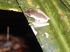 Polypedates colletti