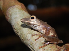 Polypedates colletti