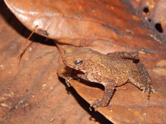 Ingerophrynus quadriporcatus