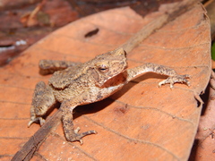 Ingerophrynus quadriporcatus