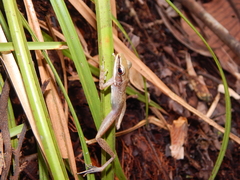 Chalcorana parvaccola