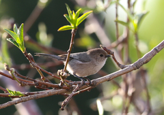Psaltriparus minimus