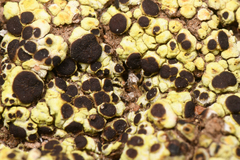 Acarospora schleicheri