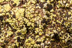 Acarospora schleicheri