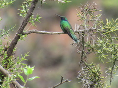 Colibri cyanotus