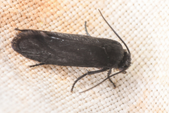 Tegeticula maculata