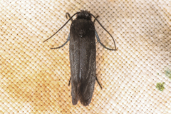 Tegeticula maculata