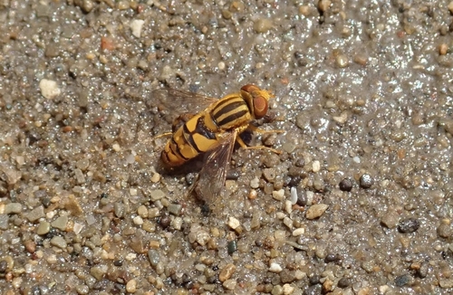 Shiny Bog Fly photo 3