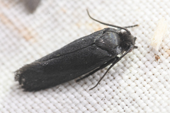 Tegeticula maculata