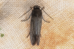 Tegeticula maculata