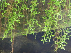 Selaginella douglasii