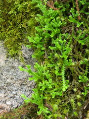Selaginella douglasii