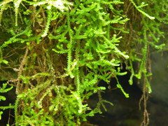 Selaginella douglasii
