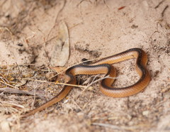 Suta nigriceps